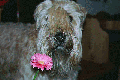 A flower?